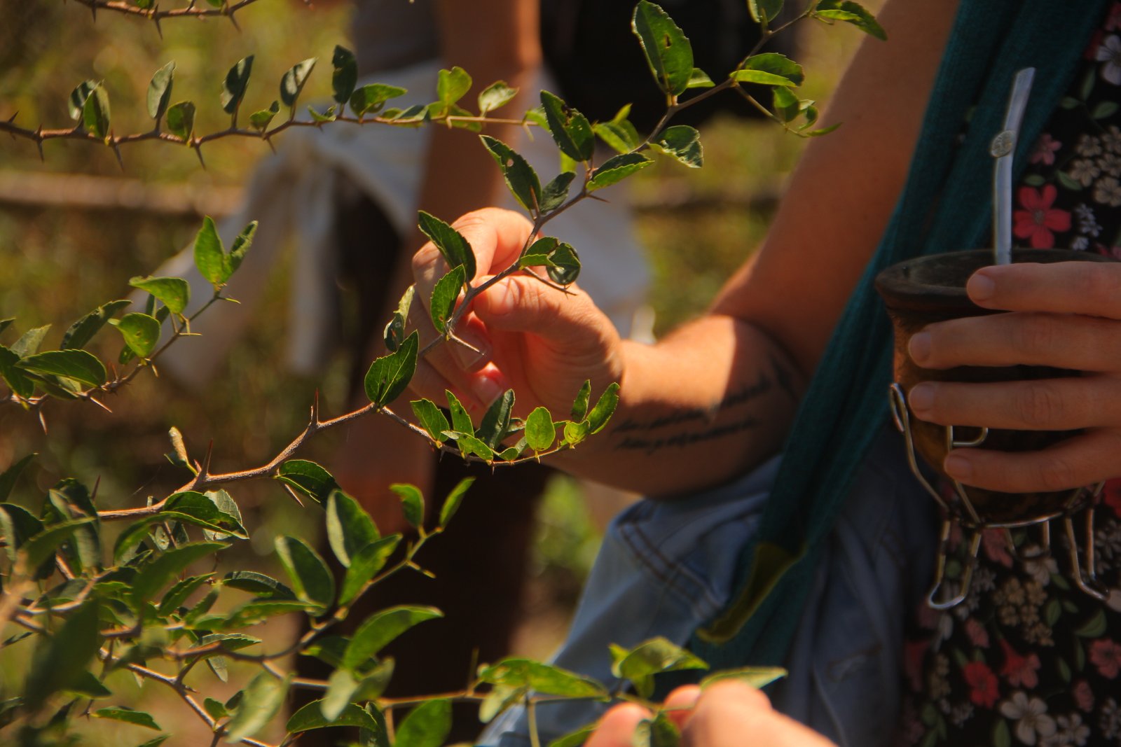 Frutos y semillas de una especie nativa