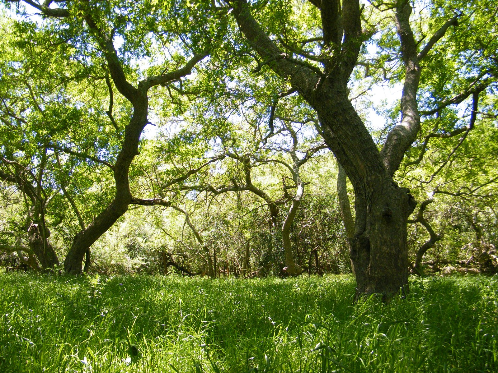 Bosque nativo y árboles estudiados por RESTAURA
